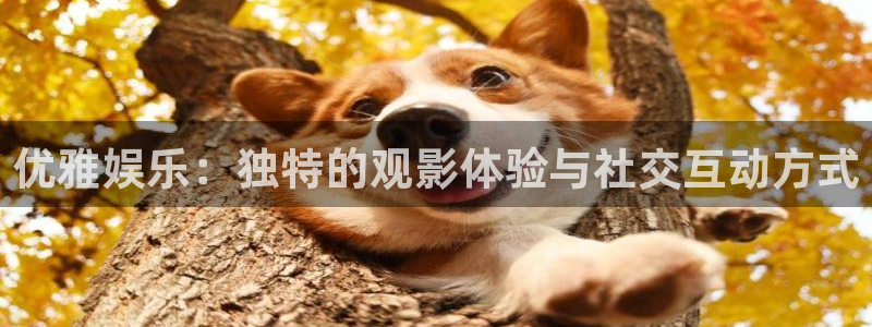 mg不朽情缘4官网：优雅娱乐：独特的观影体验与社交互动方式